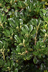 Japanese Mock Orange (Pittosporum tobira) at Lakeshore Garden Centres