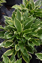 SunHosta Hosta (Hosta 'Sunhosta') at Lakeshore Garden Centres