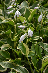 SunHosta Hosta (Hosta 'Sunhosta') at Lakeshore Garden Centres