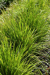 Lime Tuff Dwarf Mat Rush (Lomandra 'Lomlon') at Lakeshore Garden Centres
