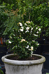 Diamond Spire Gardenia (Gardenia jasminoides 'Leefive') at Lakeshore Garden Centres