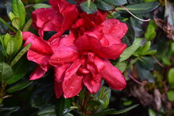 Encore Autumn Bonfire Azalea (Rhododendron 'Robleza') at Lakeshore Garden Centres