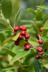 Needlepoint Chinese Holly (Ilex cornuta 'Needlepoint') at Lakeshore Garden Centres