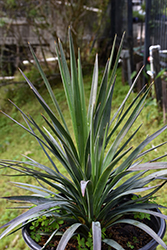 Magenta Magic Yucca (Yucca aloifolia 'Magenta Magic') at Lakeshore Garden Centres