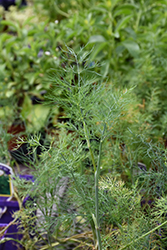 Bouquet Dill (Anethum graveolens 'Bouquet') at Lakeshore Garden Centres