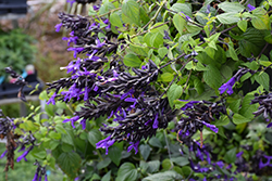 Bodacious Hummingbird Falls Sage (Salvia 'Hummingbird Falls') at Lakeshore Garden Centres