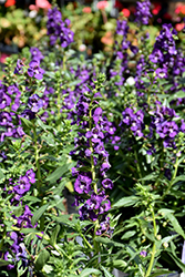 Angelface Super Blue Angelonia (Angelonia angustifolia 'Angelface Super Blue') at Lakeshore Garden Centres