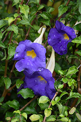 Bush Clock Vine (Thunbergia erecta) at Lakeshore Garden Centres