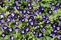 Catalina Midnight Blue Torenia (Torenia 'Dancat911') at Lakeshore Garden Centres