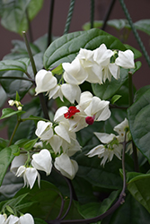 Bleeding Heart Vine (Clerodendrum thomsoniae) at Lakeshore Garden Centres