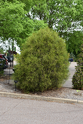 Franky Boy Arborvitae (Thuja orientalis 'Franky Boy') at Lakeshore Garden Centres