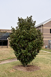 Alta Magnolia (Magnolia grandiflora 'TMGH') at Lakeshore Garden Centres