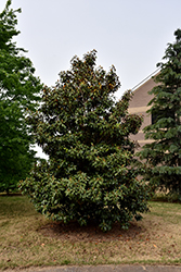 Kay Parris Magnolia (Magnolia grandiflora 'Kay Parris') at Lakeshore Garden Centres