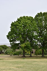 Red Oak (Quercus rubra) at Peter Knippel Garden Centre