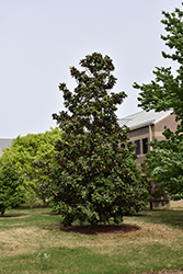D.D. Blanchard Magnolia (Magnolia grandiflora 'D.D. Blanchard') at Lakeshore Garden Centres