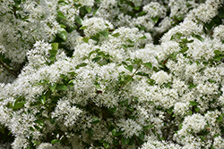 China Snow Chinese Fringetree (Chionanthus retusus 'China Snow') at Lakeshore Garden Centres