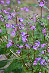 Showy Beard Tongue (Penstemon spectabilis) at Lakeshore Garden Centres