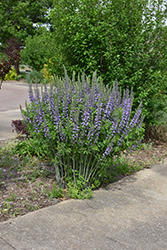 Blue Towers False Indigo (Baptisia 'Blue Towers') at Lakeshore Garden Centres