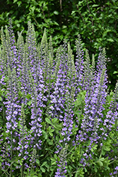 Blue Towers False Indigo (Baptisia 'Blue Towers') at Lakeshore Garden Centres