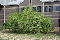 Emerald Knight Fringetree (Chionanthus virginicus 'Emerald Knight') at Lakeshore Garden Centres