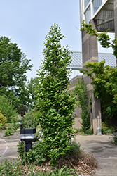 Golden Belltower Parrotia (Parrotia persica 'Chrishaven 1') at Lakeshore Garden Centres
