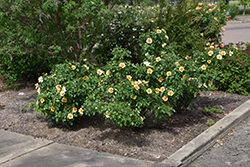 Ringo Rose (Rosa 'ChewBullseye') at Lakeshore Garden Centres