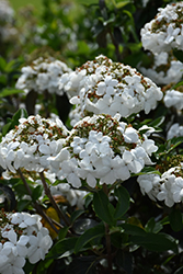 Spring Lace Viburnum (Viburnum 'Spring Lace') at Lakeshore Garden Centres