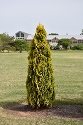 Amber Gold Arborvitae (Thuja occidentalis 'Jantar') at Green Thumb Garden Centre