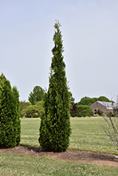Thin Man Arborvitae (Thuja occidentalis 'SMTOTM') at Lakeshore Garden Centres