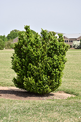 Jade Pillar Boxwood (Buxus sempervirens 'Furore') at Lakeshore Garden Centres