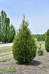 Sugar And Spice Arborvitae (Thuja plicata 'Derakt') at Lakeshore Garden Centres