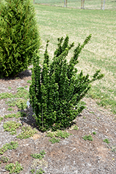 Variegated Boxleaf Japanese Euonymus (Euonymus japonicus 'Microphyllus Pulchellus') at Lakeshore Garden Centres