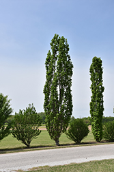 Arnold Tuliptree (Liriodendron tulipifera 'Arnold') at Lakeshore Garden Centres