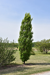 Scarlet Letter Oak (Quercus 'Scarlet Letter') at Lakeshore Garden Centres
