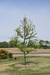 Prairie Sentinel Pond Cypress (Taxodium ascendens 'Prairie Sentinel') at Lakeshore Garden Centres