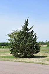 Compact Blue Redcedar (Juniperus virginiana 'Glauca Compacta') at Lakeshore Garden Centres