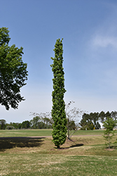 Slender Silhouette Sweet Gum (Liquidambar styraciflua 'Slender Silhouette') at Lakeshore Garden Centres