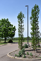 Peve Minaret Baldcypress (Taxodium distichum 'Peve Minaret') at Lakeshore Garden Centres