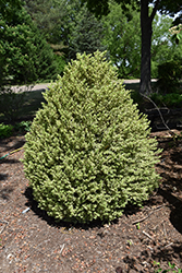 Variegated Boxwood (Buxus sempervirens 'Elegantissima') at Lakeshore Garden Centres