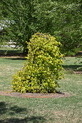 Cascading Hearts Redbud (Cercis canadensis 'Cascading Hearts') at Lakeshore Garden Centres