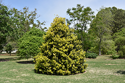 Golden Oakland Holly (Ilex 'Magden') at Lakeshore Garden Centres