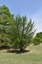 Sentry Possumhaw Holly (Ilex decidua 'Sentry') at Lakeshore Garden Centres
