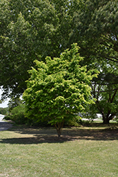 Golden Zelkova (Zelkova serrata 'Ogon') at Lakeshore Garden Centres