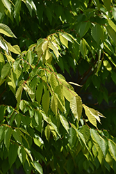 Golden Zelkova (Zelkova serrata 'Ogon') at Lakeshore Garden Centres