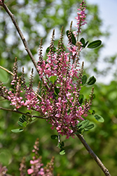 Pink Flowered Chinese Indigo (Indigofera amblyantha) at Lakeshore Garden Centres