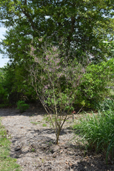 Pink Flowered Chinese Indigo (Indigofera amblyantha) at Lakeshore Garden Centres