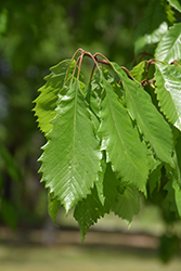 Chinkapin Oak (Quercus muehlenbergii) at Lakeshore Garden Centres