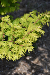 Amber Glow Dawn Redwood (Metasequoia glyptostroboides 'WAH-08AG') at Lakeshore Garden Centres