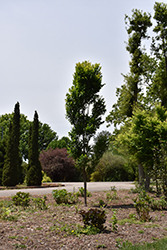 Golden Candle Golden Rain Tree (Koelreuteria paniculata 'Gocanzam') at Lakeshore Garden Centres