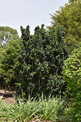 Dwarf Japanese Privet (Ligustrum japonicum 'rotundifolium') at Lakeshore Garden Centres